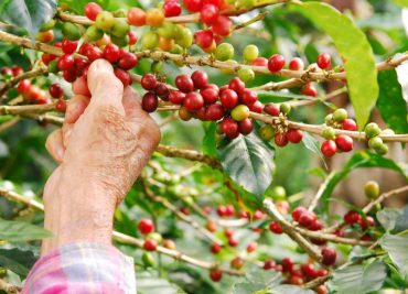 🌱☕ Il Cuore del Caffè: Scoprendo il Frutto che Dà Vita alla Nostra Bevanda Preferita! 🌱☕