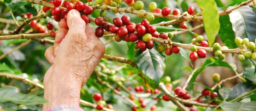 🌱☕ Il Cuore del Caffè: Scoprendo il Frutto che Dà Vita alla Nostra Bevanda Preferita! 🌱☕