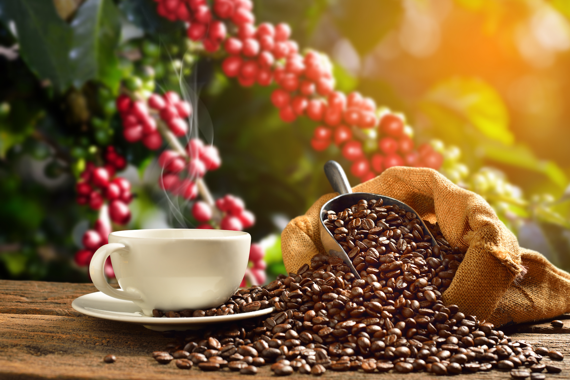 Chicchi di Caffè: Il Cuore e l'Anima della Tua Tazza Mattutina